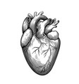 vintage anatomical engraving human heart vector image