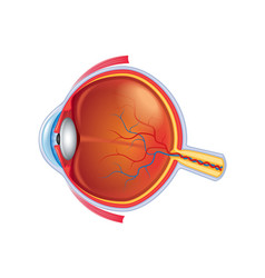 Eye anatomy isolated Royalty Free Vector Image