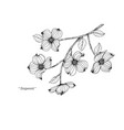 dogwood flower and leaf hand drawn botanical vector image