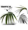 tropical palm leaves vector image