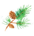 watercolor pine fir branch cone painted isolated vector image