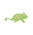 chamaeleo calyptratus - veiled chameleon - male vector image vector image