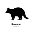 a black raccoon silhouette vector image vector image