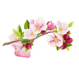 branch of apple blossoms spring vector image