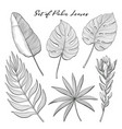 set of hand-drawn palm leaves and protea flower vector image