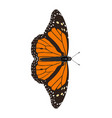 danaus cleophile - jamaican monarch - male vector image vector image