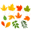 set of colorful autumn leaves vector image