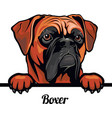 boxer - dog breed color image of a dogs head vector image