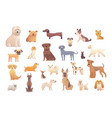 group of purebred dogs for dog vector image