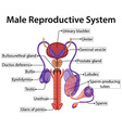 Male reproductive system Royalty Free Vector Image