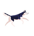 active cartoon friendly husky dog breed vector image
