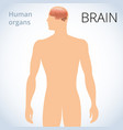 location of the brain in body human vector image
