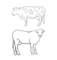 line art animal cow vector image