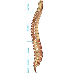 Spine Royalty Free Vector Image - VectorStock