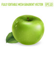 green apple with a leaf on white background vector image