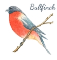 bullfinch sits on the tree branch vector image vector image