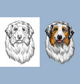 australian shepherd dog close vector image vector image