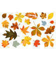 set bright leaves vector image