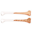 osteoporosis in human bone vector image vector image