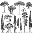 big set of engraved hand drawn trees include pine vector image