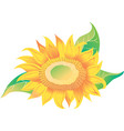 yellow sunflower with green leaves vector image