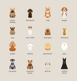 dog breeds set small and medium size vector image vector image