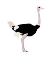 s camelus australis - south african ostrich male vector image vector image
