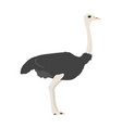 s camelus camelus - north african ostrich female vector image vector image