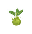 kohlrabi cabbage with turnip-shaped stem isolated vector image