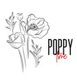 poppy flowers decorative print nature vector image