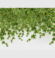 ivy climbing vines frame green leaves of creeper vector image