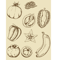 tropical fruits vector image