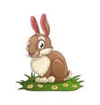bunny vector image vector image