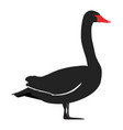 cygnus atratus - black swan - side view - flat vector image vector image