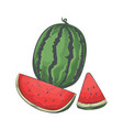 watermelon fruit sketch vector image