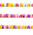tulips borders vector image