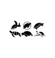 animal turtle vector image