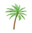 tropical green palm jungle leaves vector image