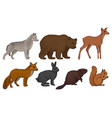 wild forest habitants drawn in realistic manner vector image