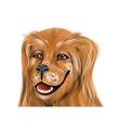 golden retriever vector image