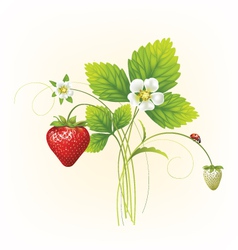 Strawberries Royalty Free Vector Image - VectorStock