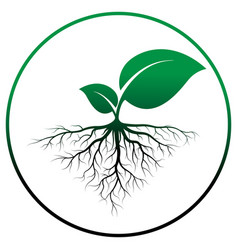 sprout tree with root vector image vector image