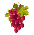 grape bunch isolated berry winemaking plantation vector image vector image