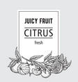 template hand drawn design with citrus fruits vector image