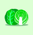 green cabbage isolated on background vector image