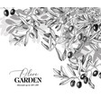 monochrome garden background with olives branches vector image vector image