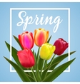 spring text with tulip flower vector image vector image