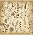 hand drawn plant herb flowers vector image vector image