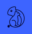 animal pets cat kitty kitten with chameleon vector image vector image
