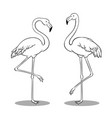 pink flamingo bird coloring book vector image